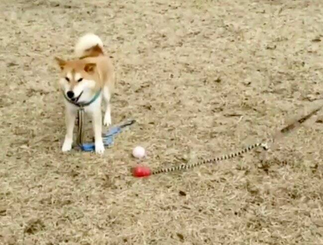 ｼｭﾝ 飼い主の足を舐めた柴犬 自分から舐めたくせにめちゃ後悔中 容赦ない柴犬たちの反応に割と傷つく 動画 年7月11日 エキサイトニュース