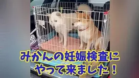 ﾌﾞﾙﾌﾞﾙ マナーモード並に震える病院嫌いの柴犬たち ゴメンだけど愛おしくって コッチは胸が震えちゃう 動画 年7月17日 エキサイトニュース