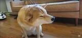 「（そこ…）頭皮マッサージ器をお気に召した柴犬。目を細めてどんどん猫背になり、自ら位置調整までし始めた【動画】」の画像2