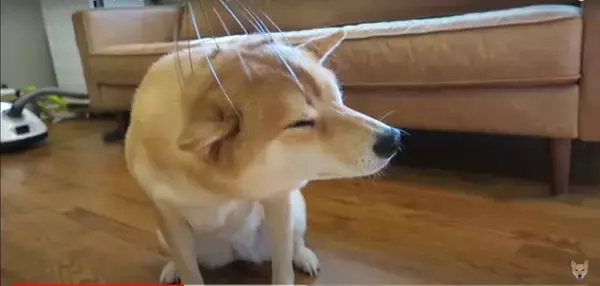 「（そこ…）頭皮マッサージ器をお気に召した柴犬。目を細めてどんどん猫背になり、自ら位置調整までし始めた【動画】」の画像