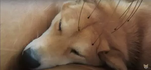 「（そこ…）頭皮マッサージ器をお気に召した柴犬。目を細めてどんどん猫背になり、自ら位置調整までし始めた【動画】」の画像