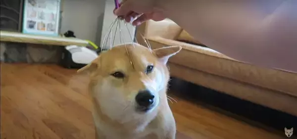 「（そこ…）頭皮マッサージ器をお気に召した柴犬。目を細めてどんどん猫背になり、自ら位置調整までし始めた【動画】」の画像
