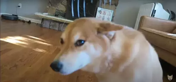 （そこ…）頭皮マッサージ器をお気に召した柴犬。目を細めてどんどん猫背になり、自ら位置調整までし始めた【動画】