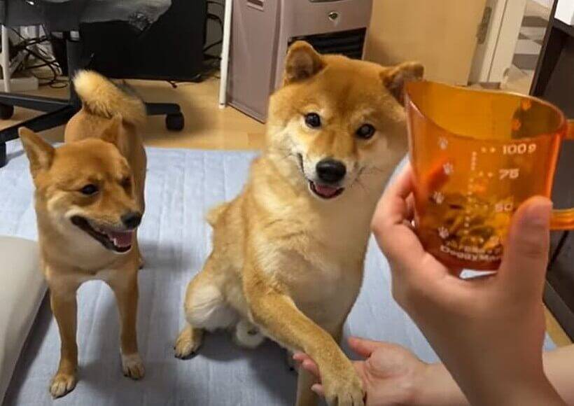 ご飯を前に気持ちを抑えきれず 振りかぶってお手の準備をしている柴犬さんが可愛い 動画 年7月24日 エキサイトニュース