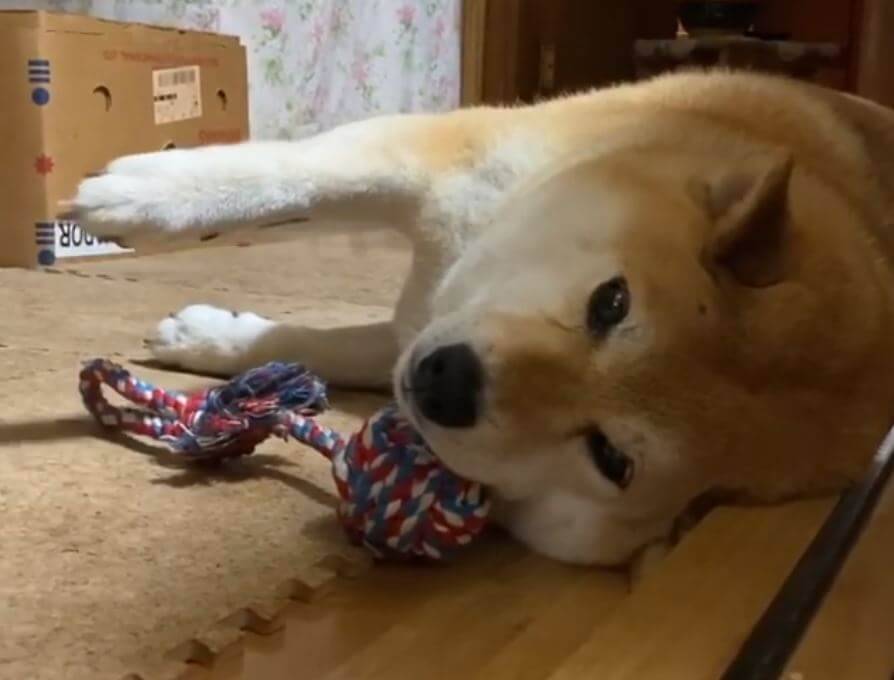 まぁ適当にくつろぎなさい 家主感強すぎて二度見した もはやお殿様のような柴犬 結構いる説 動画 年7月30日 エキサイトニュース