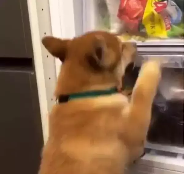 （見える。届かん。）ビン底に自分のドッグフードを見つけてガン見している柴犬。ピュアすぎてしんどい。【動画】