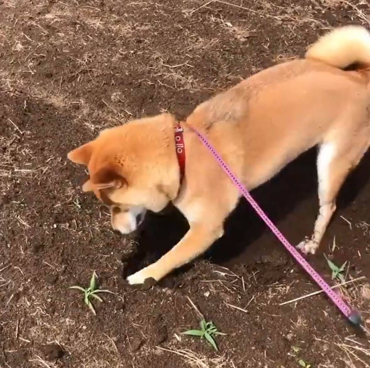 オヤツを隠すためせっせとベッドをホリホリ 仕上げにお鼻でツンツン隠す って 柴犬が可愛くて仕方がない 動画 年7月31日 エキサイトニュース