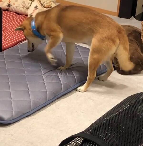 オヤツを隠すためせっせとベッドをホリホリ 仕上げにお鼻でツンツン隠す って 柴犬が可愛くて仕方がない 動画 年7月31日 エキサイトニュース