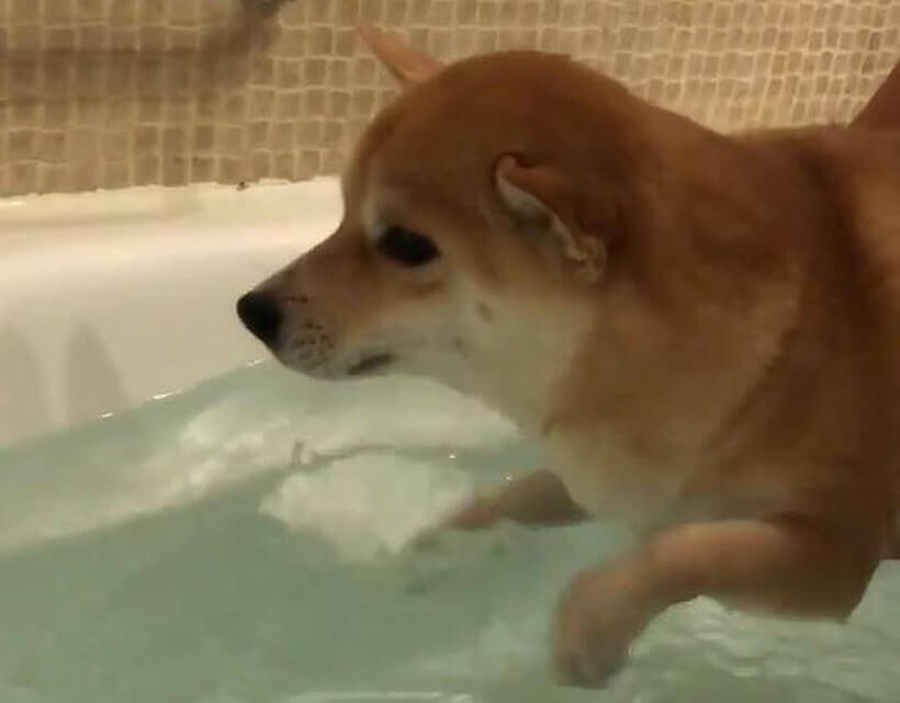 お水がキライな柴犬の赤ちゃん 何とか頑張ろうと とりあえずエア犬かき って愛おしさがヤバイ 動画 年7月28日 エキサイトニュース