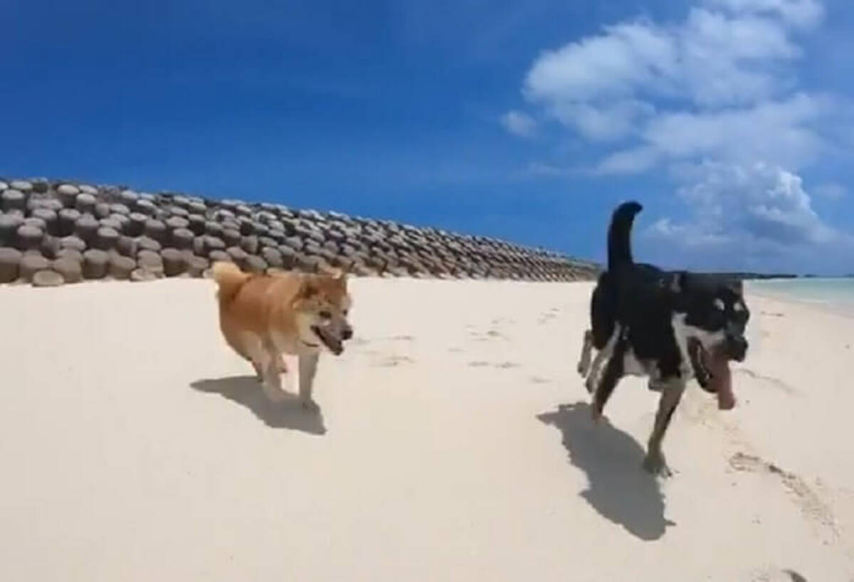 こんな生活 夢過ぎるよ 宮古島ライフを満喫する柴犬 どのシーンもイキイキ そして美しすぎてため息が出る 動画 年7月28日 エキサイトニュース