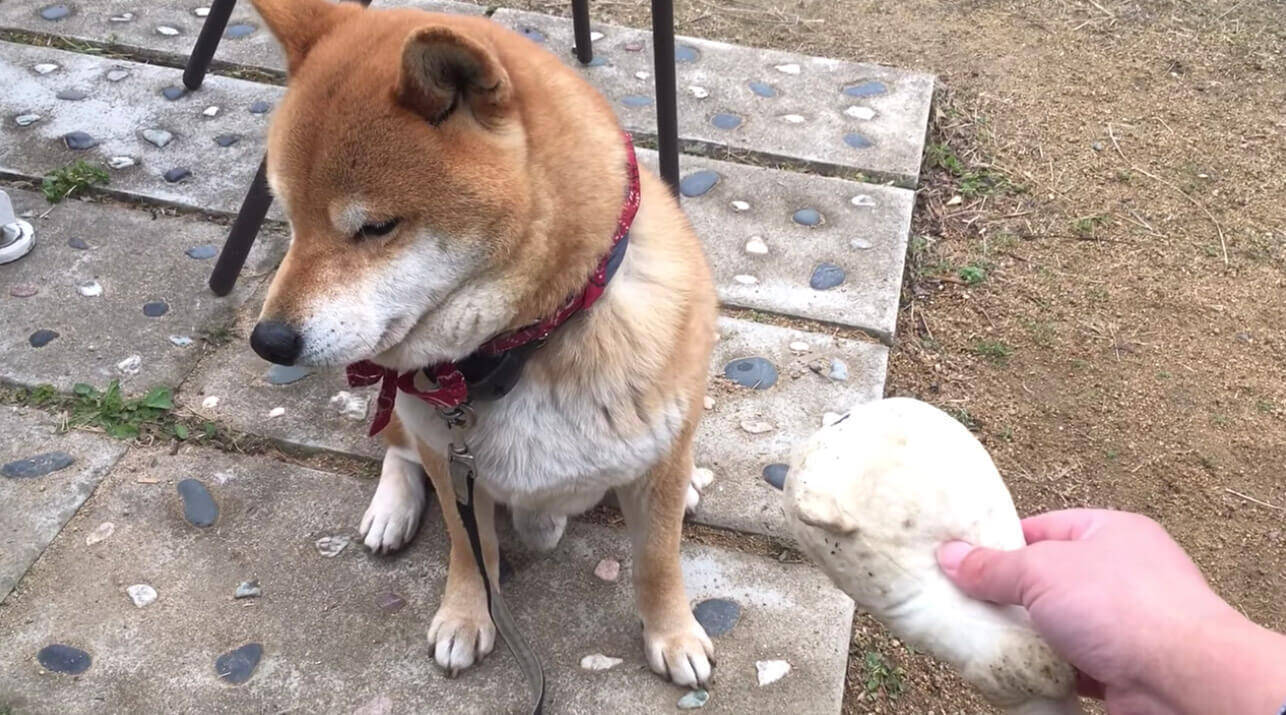 ナデナデを求めてくっついて来るのに 気が乗らないと無になる柴犬 もはやツンデレのお手本レベルだった 動画 年8月5日 エキサイトニュース 2 2