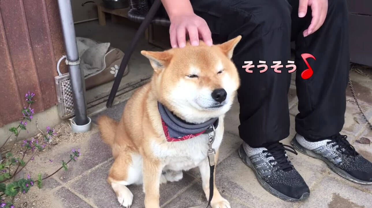 ナデナデを求めてくっついて来るのに 気が乗らないと無になる柴犬 もはやツンデレのお手本レベルだった 動画 年8月5日 エキサイトニュース