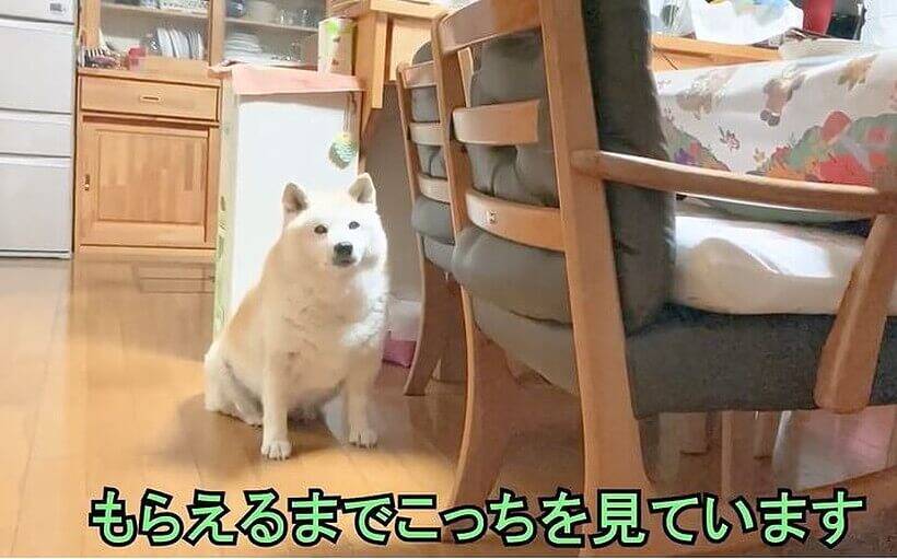 食事中の飼い主の目の前を陣取り ほちい の圧を放つ柴犬 正直 強すぎて可愛くて負けそう 動画 年8月8日 エキサイトニュース