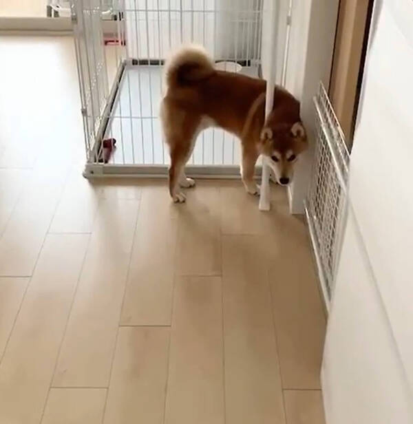 天使の寝顔 ポーズで 狭い隙間に挟まって寝ていた柴犬の赤ちゃん 可愛すぎる奇跡に震えた 動画 年8月9日 エキサイトニュース