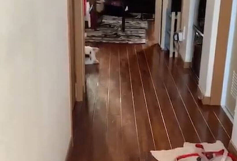 ぬぅ 起き上がることもせず 無言の圧で散歩拒否をする柴犬 ちょい横着だが 可愛い 動画 年8月7日 エキサイトニュース