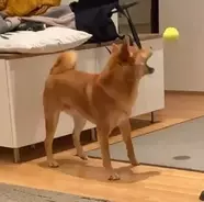 柴犬赤ちゃんの もふケツ がヤバカワ 我々は この丸みにこの先も魅せられ続けていくのだろう 動画あり 年8月24日 エキサイトニュース