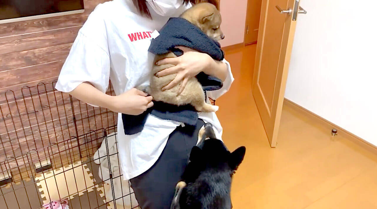 妹ができて我慢してたんだね 飼い主めがけて 赤ちゃん返り の抱っこを求めた兄柴犬が健気すぎた 動画 年8月11日 エキサイトニュース