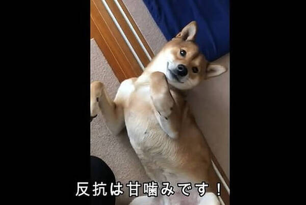 ハウス へぇ わかっていながら堂々とスルーし 聞き流す柴犬 立ち上がるどころか寝そべった 動画 年8月15日 エキサイトニュース