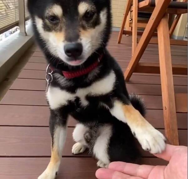 お手 が お腹 になってる柴犬 間違ってるし雑だけど 可愛いから超許す 動画 年8月22日 エキサイトニュース