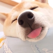 ご褒美かよ…『舌チロ』のまま眠ってしまった柴犬。このままずっと見つめていられますが、何か。【動画】