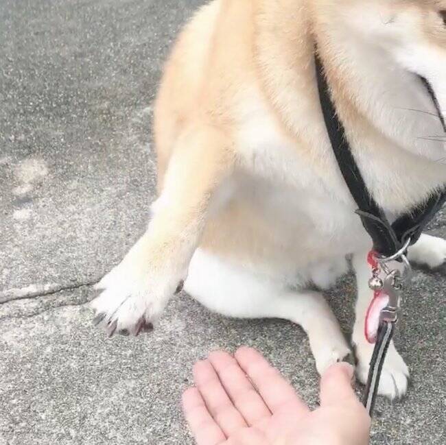 投げて とおもちゃを持ってきたくせに投げたら無視 柴犬さん どうやらやる気が 夏休み継続中 の模様 動画 年8月18日 エキサイトニュース