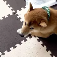 柴犬赤ちゃんの もふケツ がヤバカワ 我々は この丸みにこの先も魅せられ続けていくのだろう 動画あり 年8月24日 エキサイトニュース