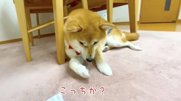 グイグイ 控えめな性格の柴犬が 頭を押し付け飼い主に甘えん坊モード 可愛すぎて 何度見ても新鮮にときめく 動画 年8月24日 エキサイトニュース