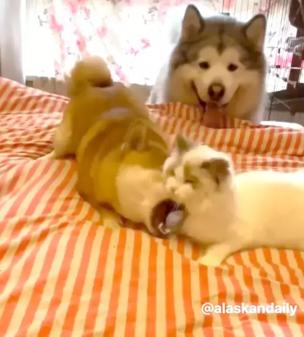 「柴犬と相棒犬と猫。気が合いすぎる異種トリオの日常に、本当の『絆』を見せてもらった【動画】」の画像