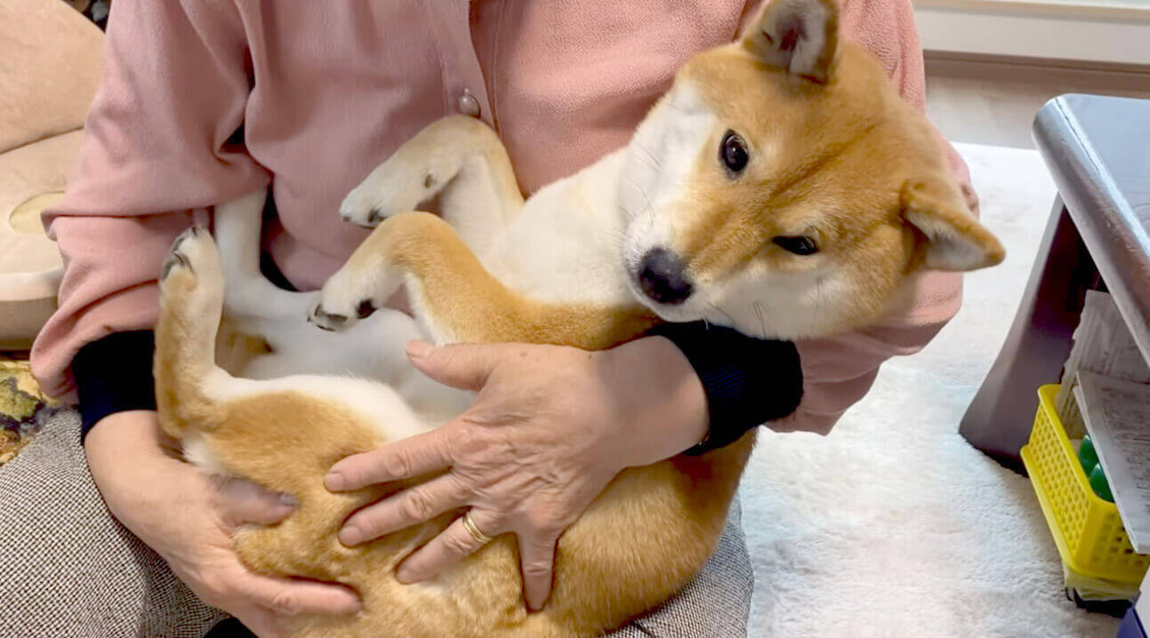 大好きなばあちゃんに甘えて お耳が超ぺッターン このコンビが放つ癒しはもう 最強レベルだよね 動画 年8月27日 エキサイトニュース 2 2