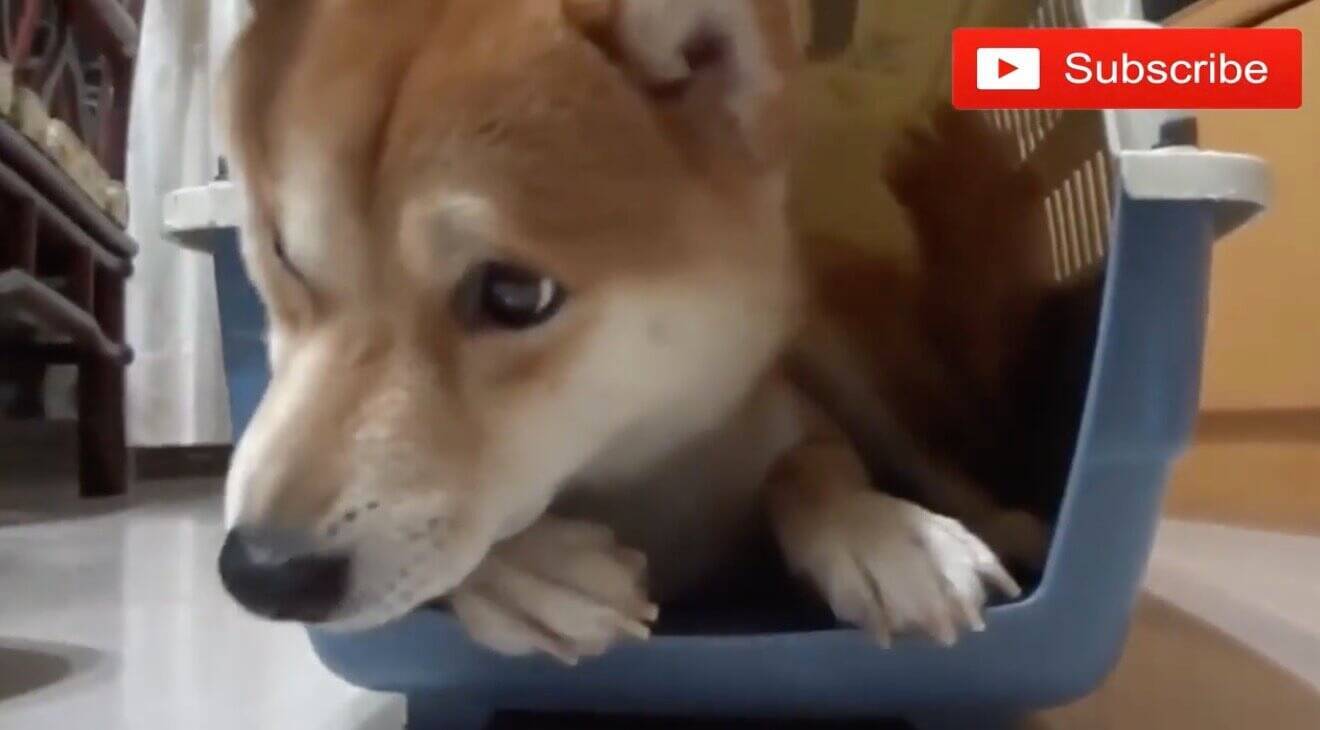 絶対におてては渡さない 爪切りが嫌いすぎる柴犬が鬼の形相に しかし終われば別犬レベルの可愛い子ちゃんに 動画 年8月29日 エキサイトニュース 2 2