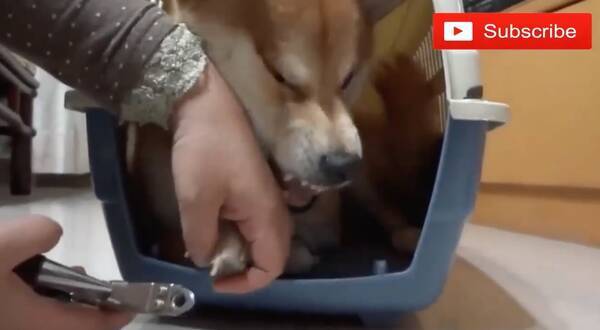 絶対におてては渡さない 爪切りが嫌いすぎる柴犬が鬼の形相に しかし終われば別犬レベルの可愛い子ちゃんに 動画 年8月29日 エキサイトニュース