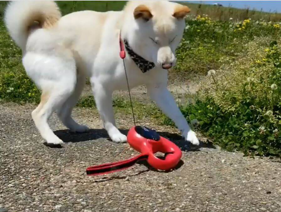 自分に繋がっているのに ついてくる とリードにビビってしまった柴犬さんがコント風で可愛い 動画 年8月30日 エキサイトニュース