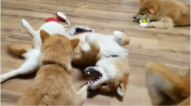 自分に繋がっているのに ついてくる とリードにビビってしまった柴犬さんがコント風で可愛い 動画 年8月30日 エキサイトニュース