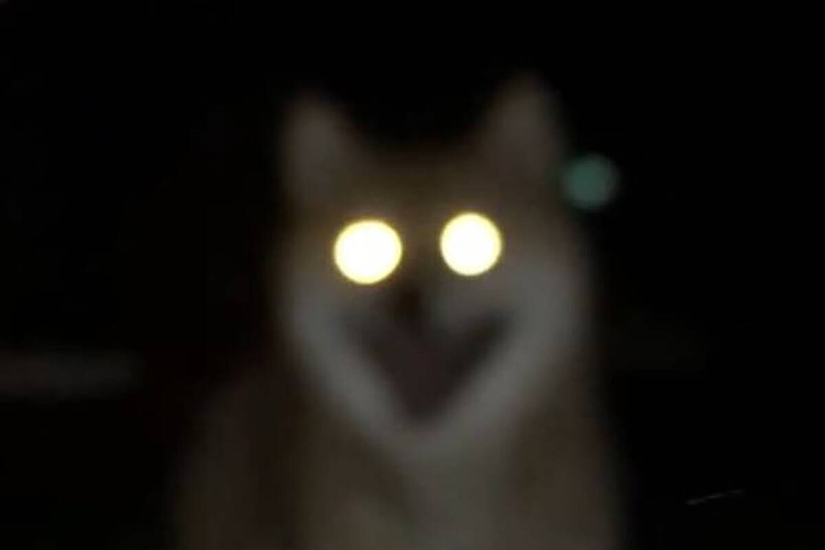 目ビームを放ちまくる柴犬 めっちゃシュールだけどジワジワきて 見ているうちにクセになる 動画 年9月2日 エキサイトニュース 目ビームを放ちまくる柴犬 めっちゃシュールだけどジワジワきて 見ているうちにクセになる 動画 年9月2日 エキサイトニュース