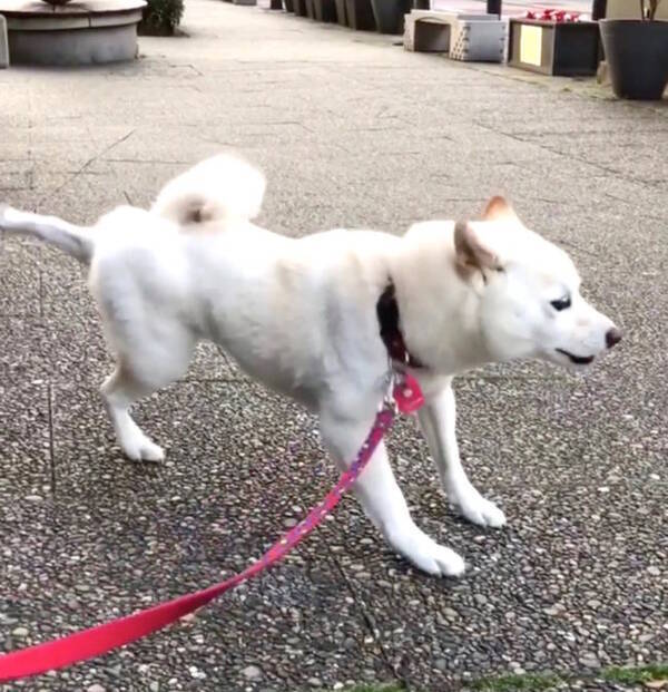 ｼｬｯｼｬｯ ﾋﾟーーﾝ ってなにその余韻 用を足した後のケリケリが独特過ぎな柴犬 なんかつい見ちゃうわ 動画 年9月2日 エキサイトニュース