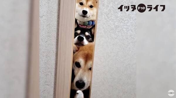 扉の隙間から飼い主を見つめ圧を放つ柴犬たち ちょっとこの光景 桁外れに可愛くて戸惑うんだが 動画 年9月4日 エキサイトニュース