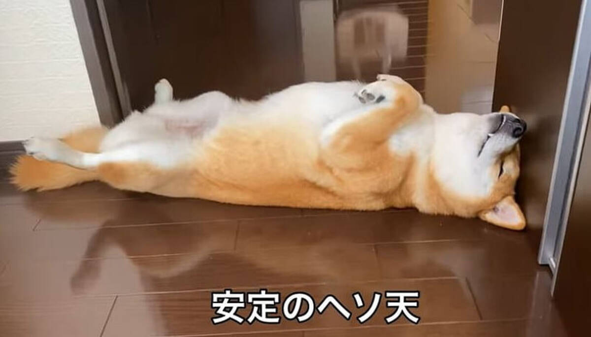 わざと わざとでしょ あえて入口でヘソ天して落ちてる柴犬 こんなに困る通せんぼ むしろされたいんだが 動画 年9月17日 エキサイトニュース