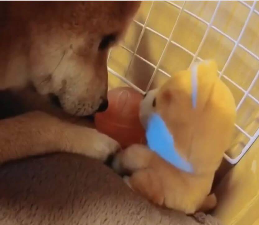 見てたの 飼い主の視線に気づかず イタズラの証拠品をぶら下げ固まる柴犬 早急に謝罪のゴロンしてた 賢い 動画 年9月13日 エキサイトニュース