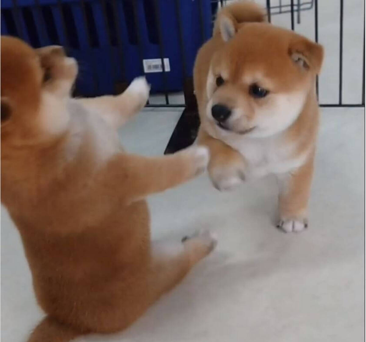 相棒が急に振り向き 驚いてスッテーンと転がってしまった柴犬の赤ちゃん なんだこの天使の戯れは 動画 年9月13日 エキサイトニュース