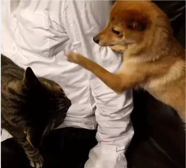 「「リモートワーク…？」状況を全て理解している顔で、しれっと仕事椅子に居座る柴犬。このかまってちゃんめ…【動画】」の画像