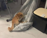 「「リモートワーク…？」状況を全て理解している顔で、しれっと仕事椅子に居座る柴犬。このかまってちゃんめ…【動画】」の画像2