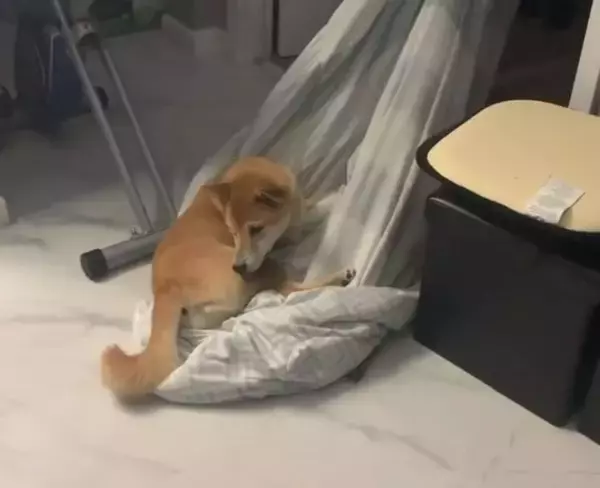 「「リモートワーク…？」状況を全て理解している顔で、しれっと仕事椅子に居座る柴犬。このかまってちゃんめ…【動画】」の画像