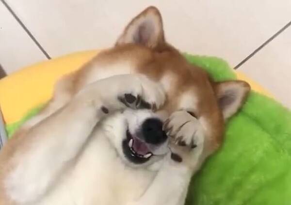 ﾐｬｵ もう 柴犬はやめました ってこと 猫にしか見えない 脱柴 している子 結構いる説 動画 年9月11日 エキサイトニュース