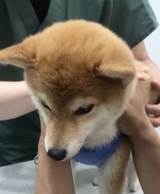 顔よ 大嫌いな注射をされ素直にやさぐれちゃった柴犬 大暴れ後に見せた表情が人間すぎて笑った 動画あり 21年2月26日 エキサイトニュース