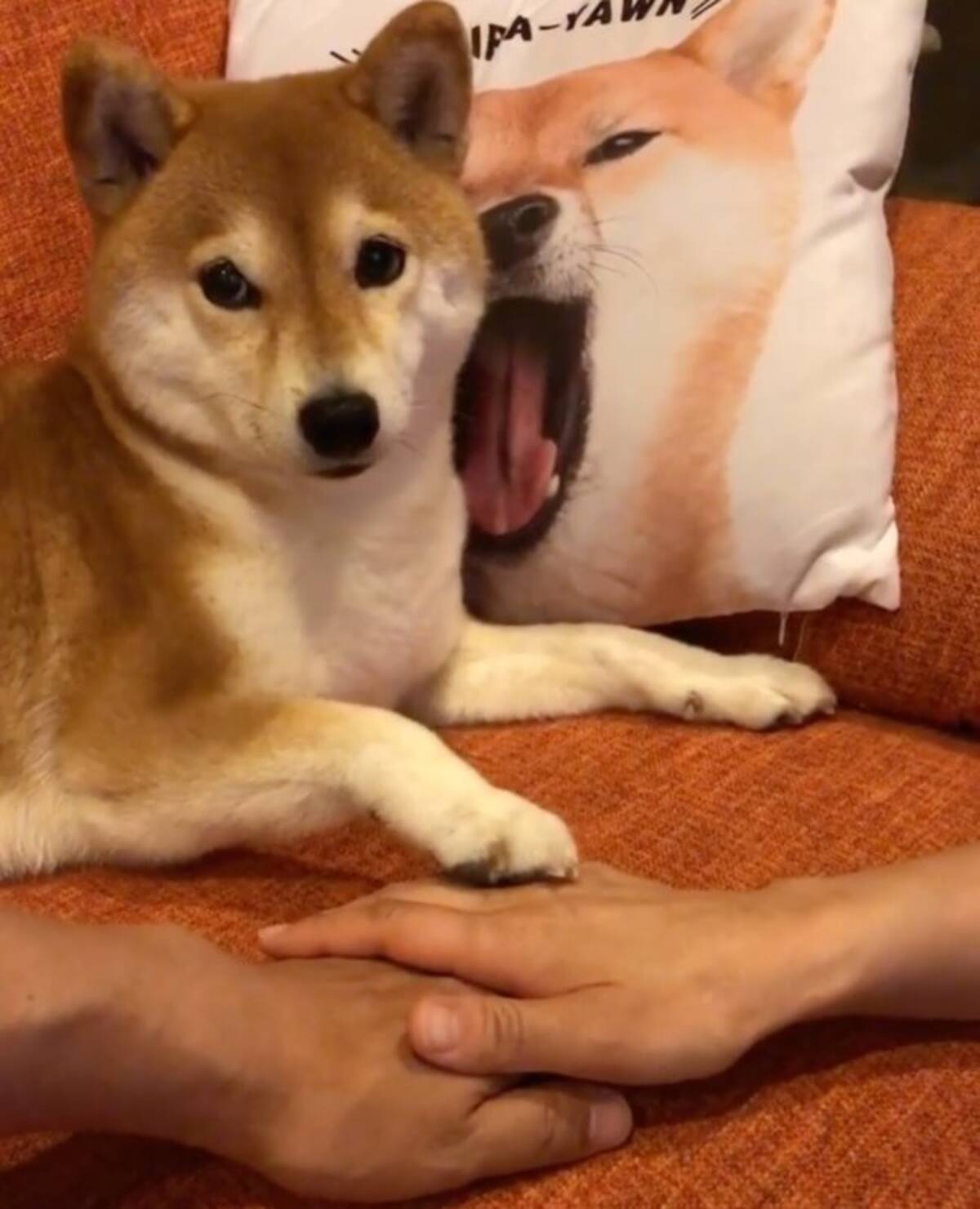 ﾎﾟﾝｯ 柴犬と手を重ねて 家族はワンチーム えいえいおー なこの状況 ちょっと可愛すぎんか 動画あり 年9月17日 エキサイトニュース