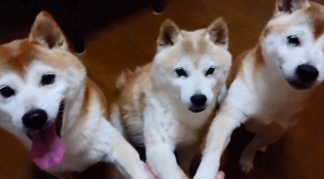 ﾎﾟﾝｯ 柴犬と手を重ねて 家族はワンチーム えいえいおー なこの状況 ちょっと可愛すぎんか 動画あり 年9月17日 エキサイトニュース