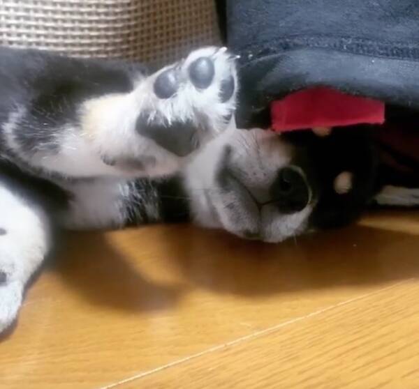 寝返りをうったら爪が服に引っかかった でも気にせず眠り続ける柴犬の赤ちゃん 肉球丸見え大サービスだ 動画 年9月16日 エキサイトニュース
