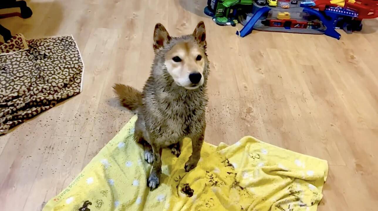 着ぐるみ感スゴイ 全身泥だらけになり 柴犬っぽい 生き物に そしてシャワーを浴びてみるみる柴犬になるまで 動画 年9月16日 エキサイトニュース