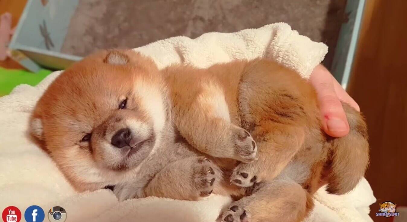 柴犬の赤ちゃんのコロコロ感は異常 もはや団子 となるとその癒しパワーがハンパないわけです 悶絶動画 年9月24日 エキサイトニュース