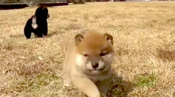 いた 天使がいた ヨチヨチポテッとおぼつかない足取りで走り回る元気な柴犬の赤ちゃん 母性崩壊待った無し 動画 年9月26日 エキサイトニュース